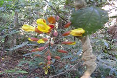 Thunbergia mysorensis